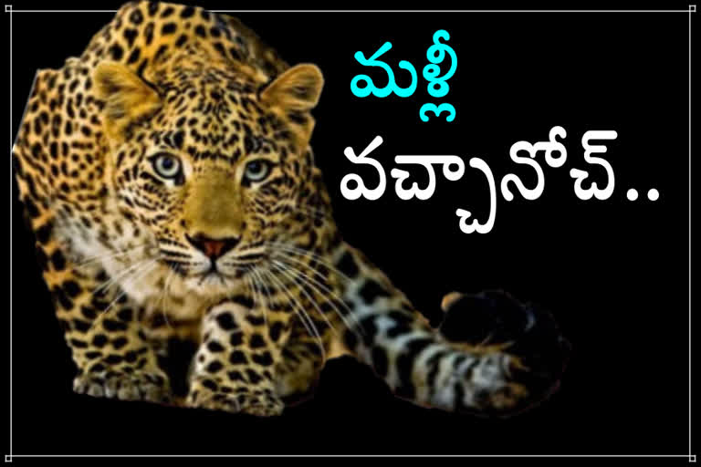 Leopard wandering again in Thirumala