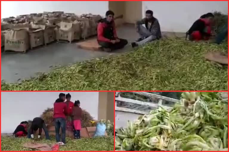 hundreds-of-tons-of-vegetables-spoiled-by-floods-in-lahaul-spiti