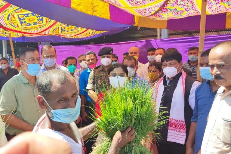 winter paddy seedlings distributed in bokakhat