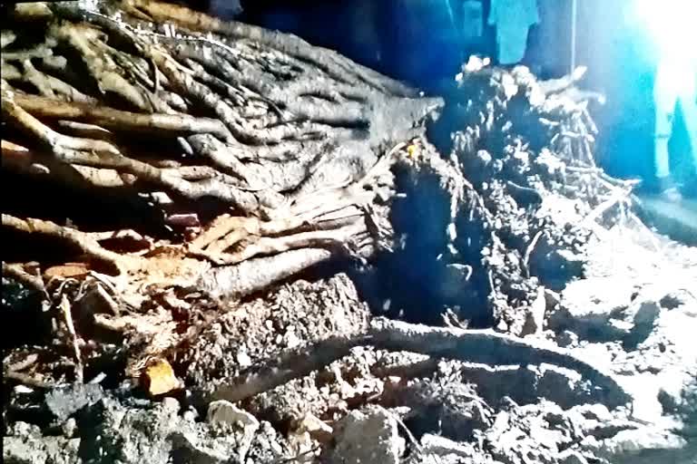 Jaipur news, 200 year old banyan tree fell