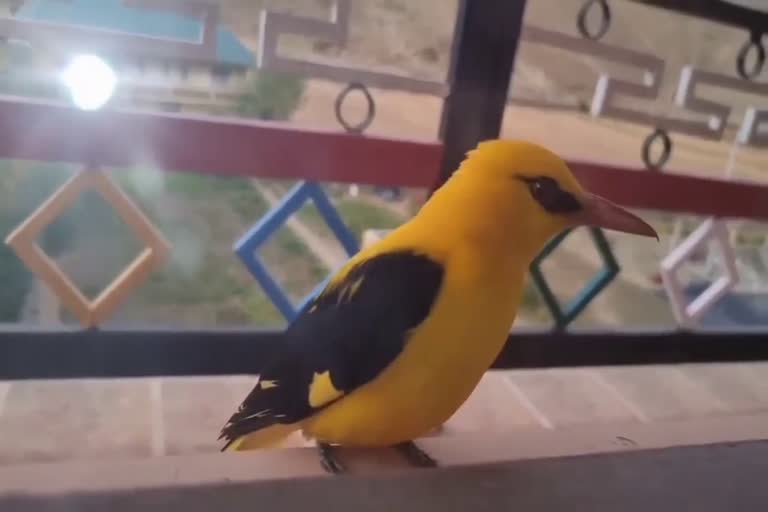 oriole-bird-has-seen-in-lauhal-spiti