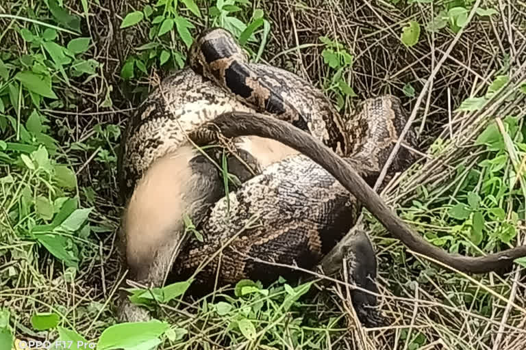 Python hunts monkeys in Melghat forest