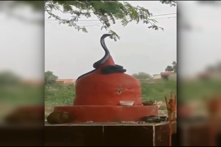 Snake wrapped on Shiva temple