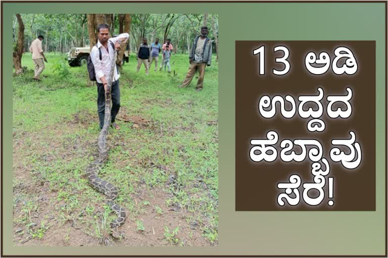 A 13.5 foot long python weighing 45kg rescued and left into forest