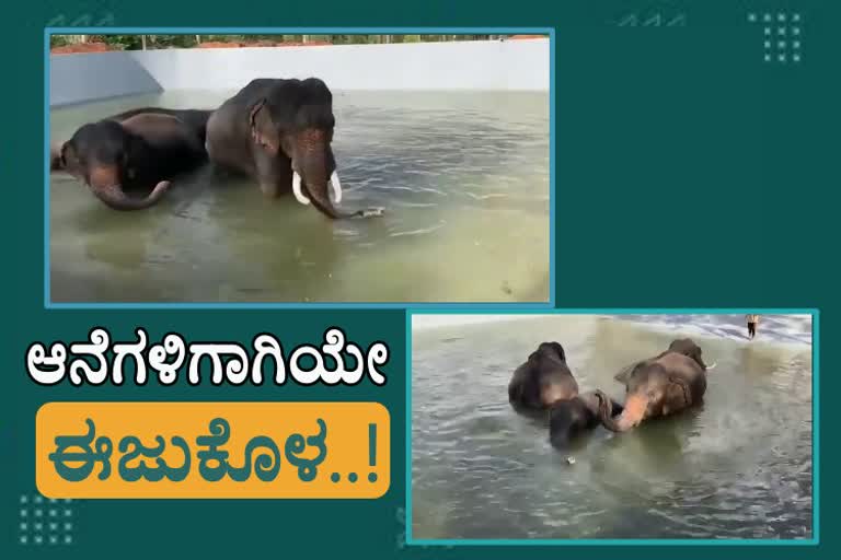 swimming pool for elephants in mysore zoo
