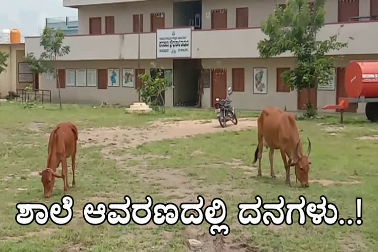 Cattle grazing on the school premises in kalburgi