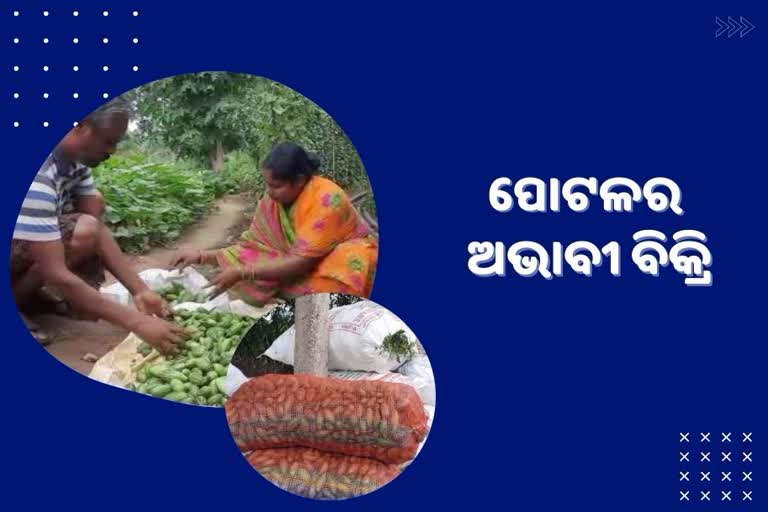 ଅମଳ ବେଳେ ମିଳୁନି ଉଚିତ ମୂଲ୍ୟ, ଚିନ୍ତାରେ ପୋଟଳ ଚାଷୀ