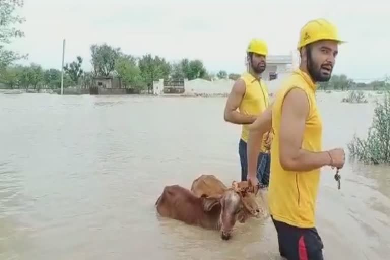 flood situation due to heavy raining, SDRF teams deployed in rajasthan