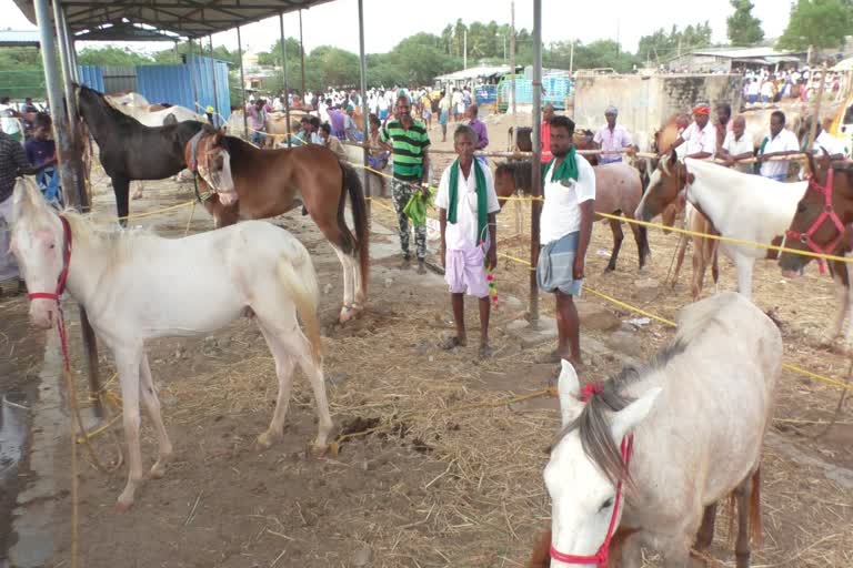 குதிரைகள் விற்பனை