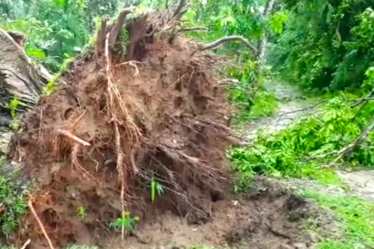 Storm in Narayanpur and Bihpuria