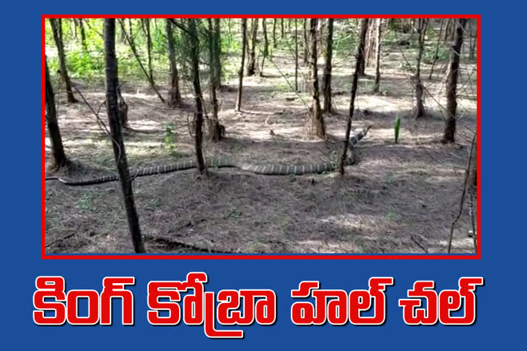 12 feets king cobra in chintaluru east godavari district