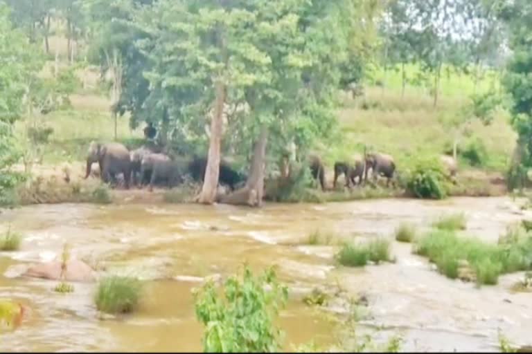 elephants-rushed-to-agricultural-land-in-mysore