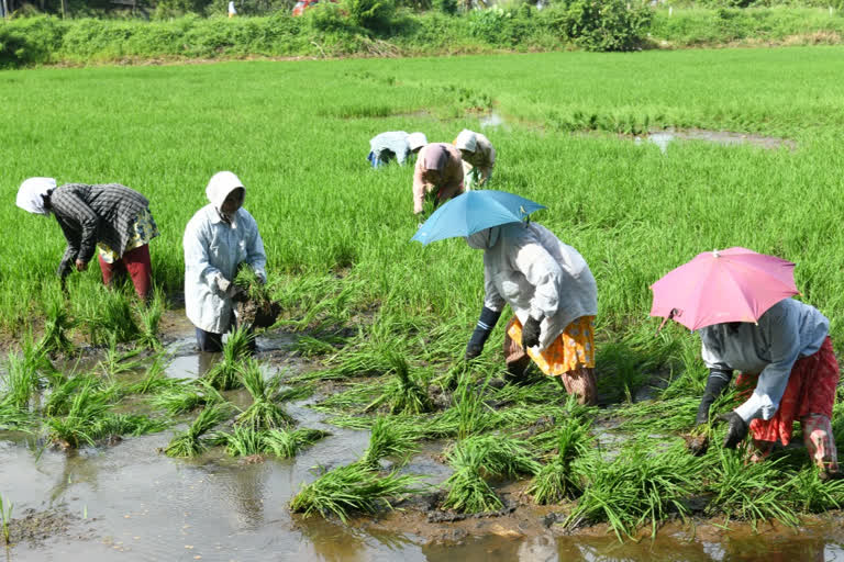 Paddy Cultivation in Kottayam  Kottayam Paddy Cultivation  ഹെക്‌ടർ  ഹെക്‌ടർ വിള  Hector crop  crop  വിള  farmers  farmer news  കർഷകർ  കർഷക വാർത്ത  കോട്ടയം കൃഷി  kottayam cultivation  Agriculture  kottayam Agriculture