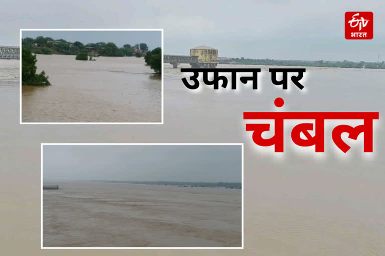 rain in dholpur,  Chambal in spate