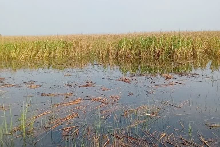 excessive rain in Rajasthan, Jaipur News