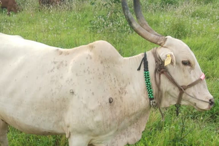 Hundreds quarantine cattle in Khalapur due to 'Lampi' disease