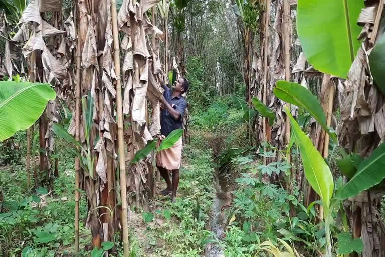 ഓണ വിപണി വാര്‍ത്ത  ഏത്തവാഴക്കര്‍ഷകര്‍ വാര്‍ത്ത  ഏത്തവാഴ വാര്‍ത്ത  ഏത്തവാഴ ഓണ വിപണി വാര്‍ത്ത  ഏത്തക്ക കൃഷി വാര്‍ത്ത  ചുഴലിക്കാറ്റ് ഏത്തവാഴ കൃഷി വാര്‍ത്ത  ലോക്ക്‌ഡൗണ്‍ ഇളവ് ഓണ വിപണി വാര്‍ത്ത  ലോക്ക്‌ഡൗണ്‍ ഇളവ് വാര്‍ത്ത  banana farmers  banana farmers news  banana farmers onam sales news  onam market news  onam market banana farmers news