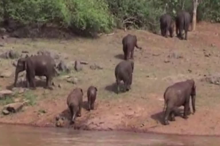 social media used for wild elephant movement in jamshedpur