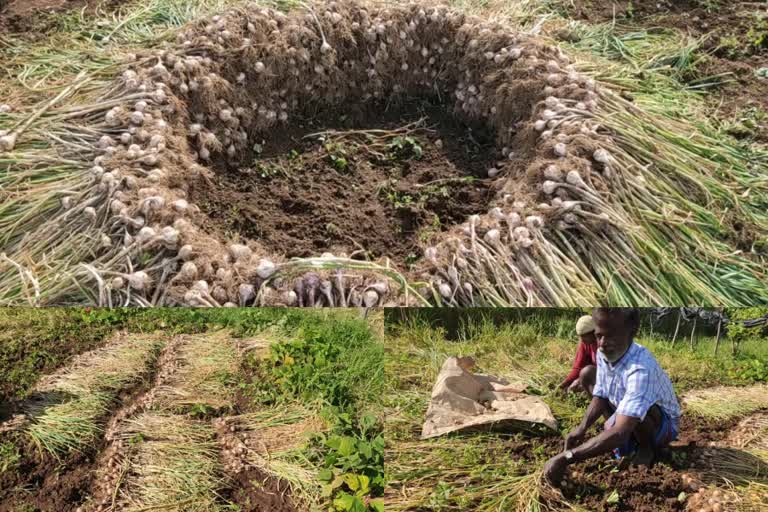 garlic farmers  kanthalloor idukki  garlic farmers in crisis  കാന്തല്ലൂരിലെ വെളുത്തുള്ളി കര്‍ഷകര്‍  വെളുത്തുള്ളി കര്‍ഷകര്‍