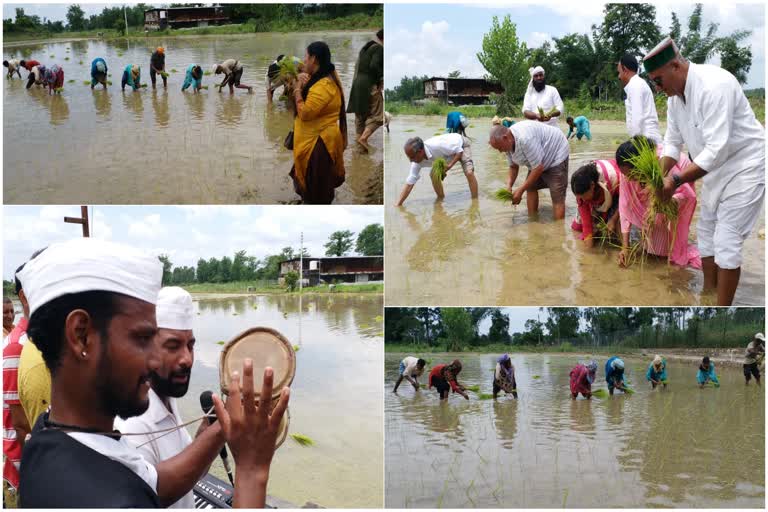 paddy-planting-with-the-tunes-of-hudkiya-baul-in-umedpur-village-of-ramnagar