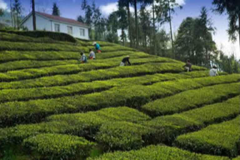 Assam's tea plantation