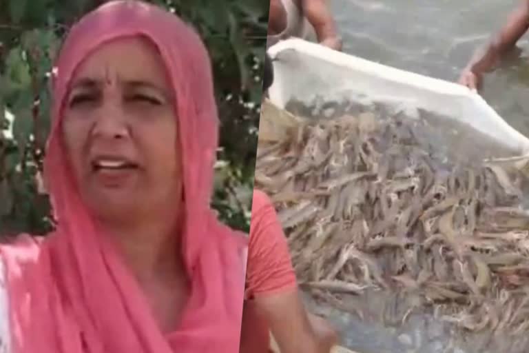 Sirsa female farmer earned 31 lakh rupees in 4 months by fish farming