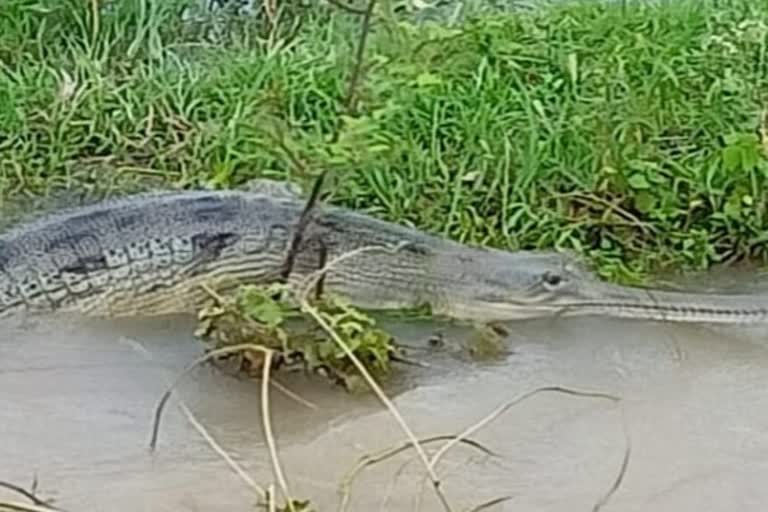 gharial