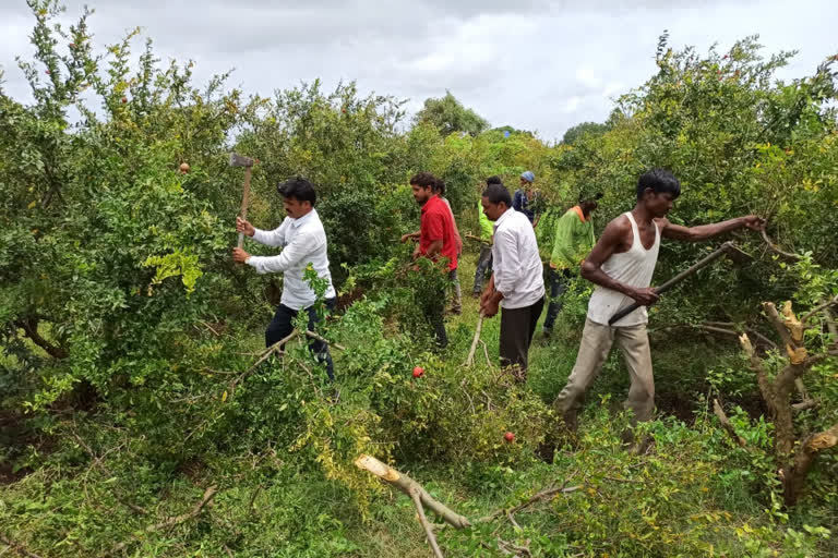 येवल्यात 4 एकर डाळिंब बागावर शेतकऱ्याने चालवली कुऱ्हाड