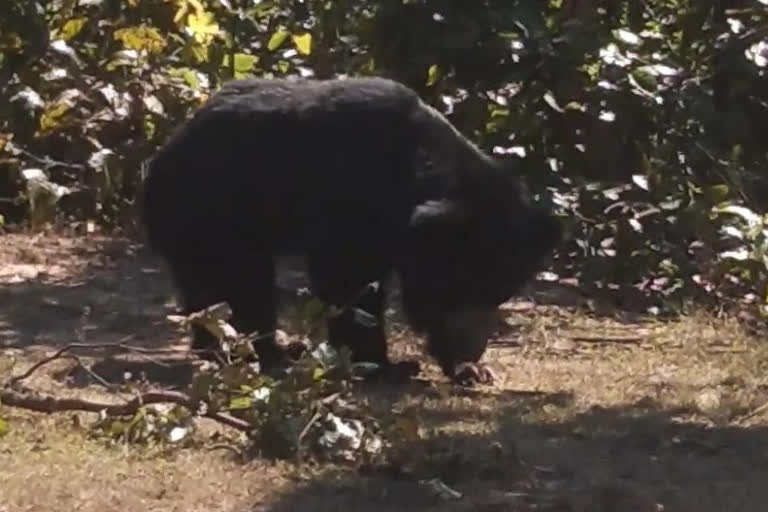 Bear attacked shepherd