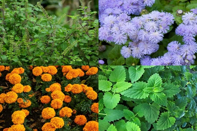plants, mosquito prevention, tulsi, neem, marigold, catnip