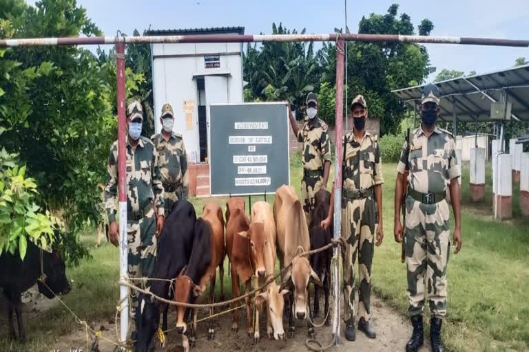 BSF rescues cattle being smuggled to Bangladesh