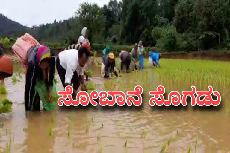 ಮಲಾನಾಡಿನಲ್ಲಿ ಭತ್ತ ನಾಟಿ ಮಾಡುವಾಗ ಸೋಬಾನೆ ಸೊಗಡು