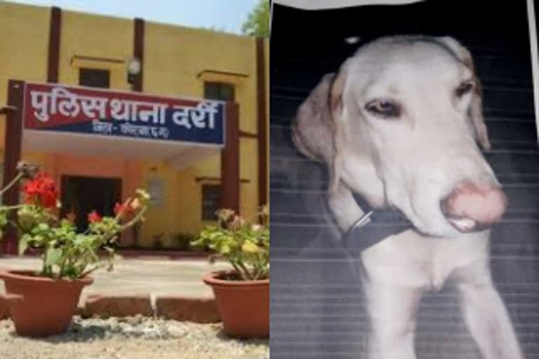 complaint-filed-for-theft-of-labrador-dog-in-korba-police-are-searching