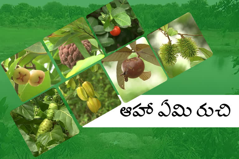 100-fruit-trees-in-one-palce-at-warangal