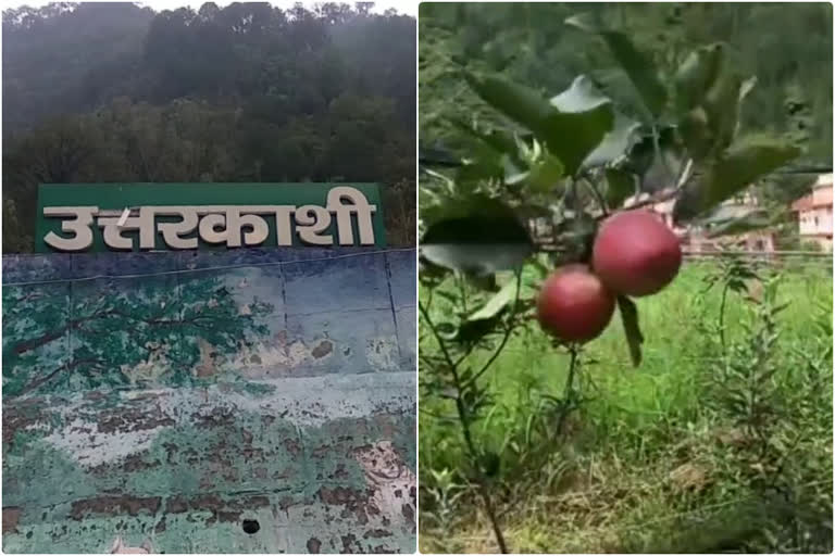 uttarkashi apple news