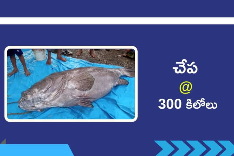 big found at east godavari