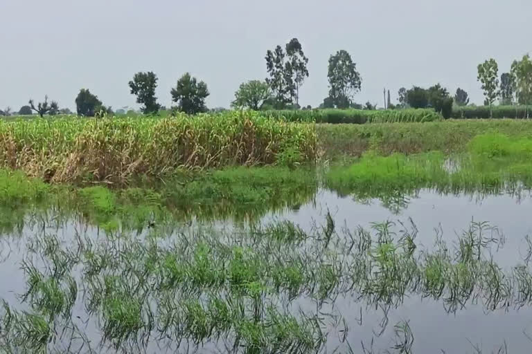 charkhi dadri waterlogging