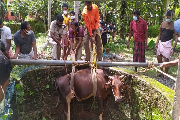 പശുവിനെ രക്ഷപ്പെടുത്തി ഫയർഫോഴ്‌സ്  മലപ്പുറം ഫയർഫോഴ്‌സ്  പശുവിനെ ഫയർഫോഴ്‌സ്‌ രക്ഷപ്പെടുത്തി  35 അടി താഴ്‌ചയും പത്തടിയോളം വെള്ളം  Firefighters rescue a cow that fell into a well  Firefighters rescue news  malappuram cow that fell into a well news  malappuram cow that fell into a well news