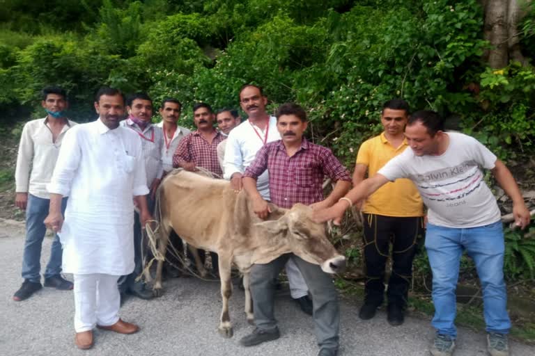 MLA Jawahar Thakur along with local people rescue the cow in Mandi