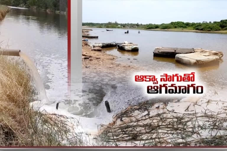 aqua culture at vishaka patnam creating water pollution at vishakapatnam