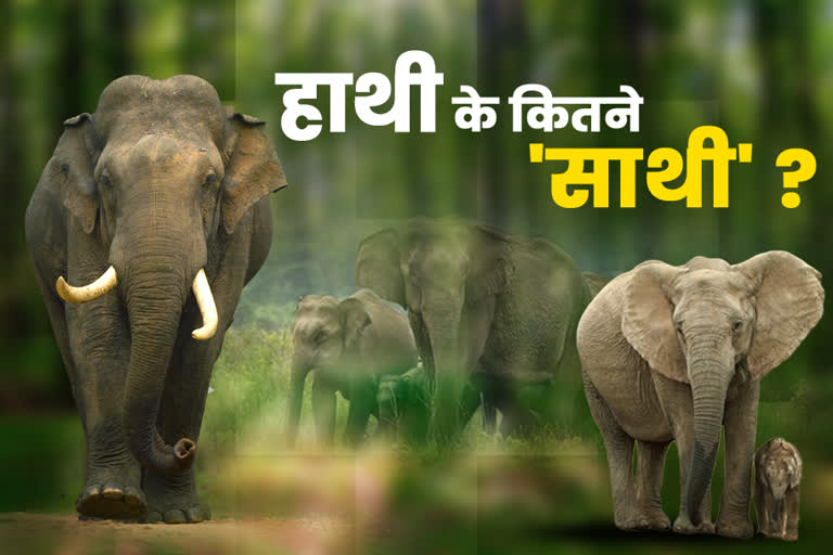 World Elephant Day