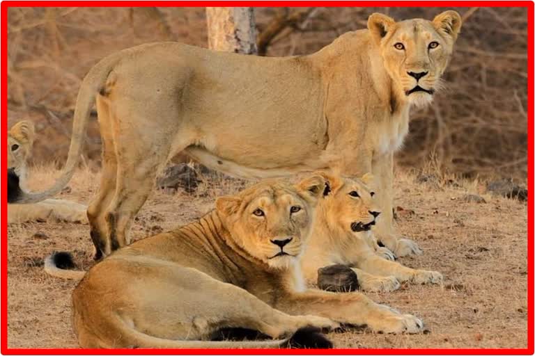 World lion day celebration