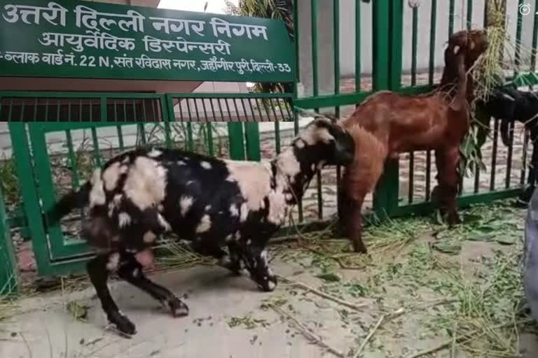 ayurvedic-dispensary-converted-into-goat-farm-in-jahangirpuri-delhi