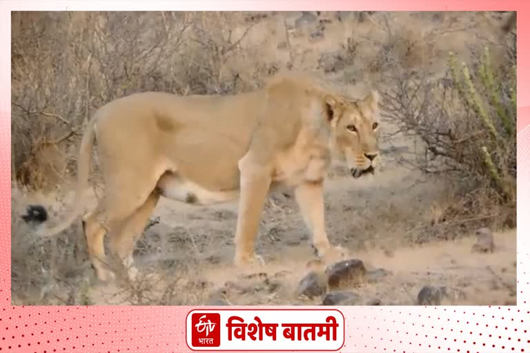 AUG 10 IS CELEBRATED AS NUMBER WORLD LION DAY