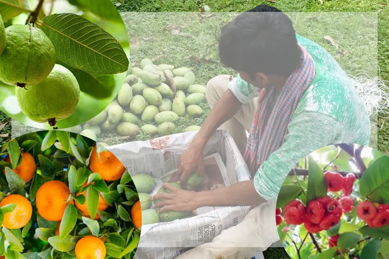 Malda Fruit Cultivation