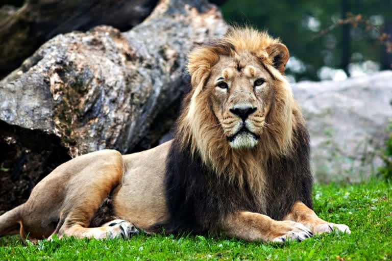 World Lion Day