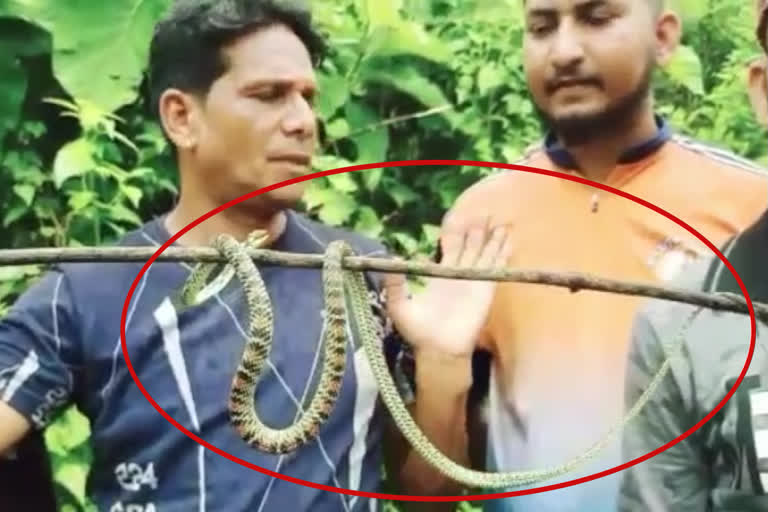 Rare flying snake found in Raigad