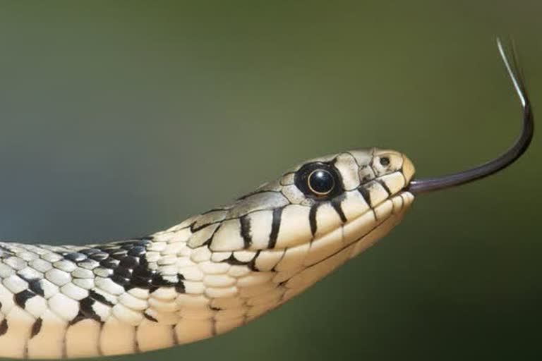 snake bite in begusarai