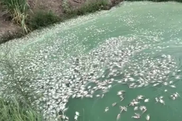 fish killed by throwing poisonous drugs in water Indapur, pune