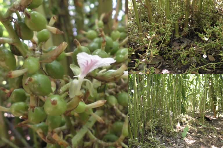 CARDAMOM  വില ഉയരാതെ ഏലക്ക  ഏലക്ക  കര്‍ഷകര്‍  ലോക്ക്ഡൗണ്‍  ഏലക്ക കൃഷി  ഏലക്ക വിലയിടിവ്  CARDAMOM PRICES FALL